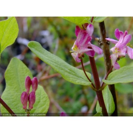 Lonicera nervosa - Chèvrefeuilles