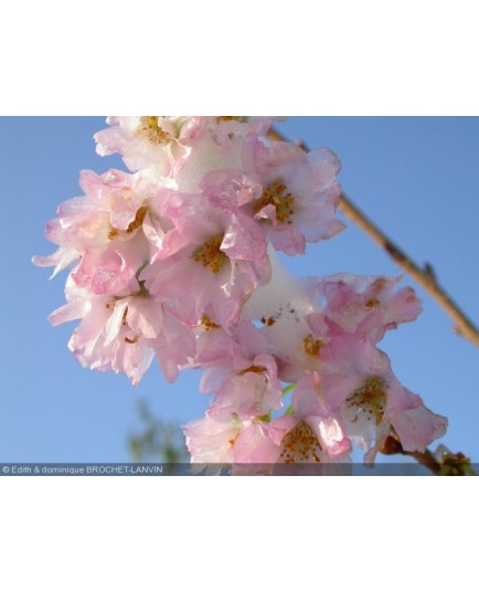 Prunus subhirtella 'Autumnalis' - cerisiers d'ornement,