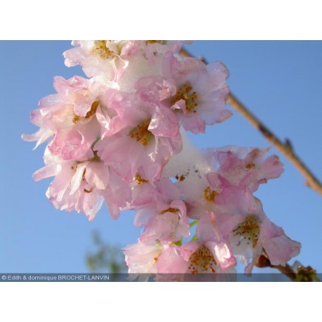 Prunus subhirtella 'Autumnalis' - cerisiers d'ornement,