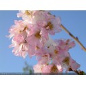 Prunus subhirtella 'Autumnalis' - cerisiers d'ornement,