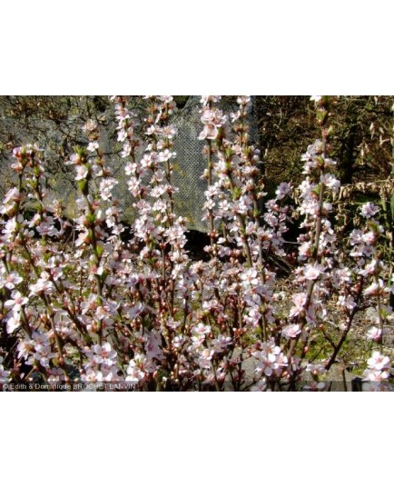 Prunus tomentosa - ragouminier