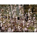 Prunus tomentosa - ragouminier