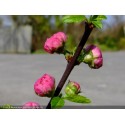 Prunus triloba - amandier à fleurs