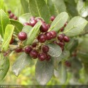 Rhamnus alaternus - alaterne