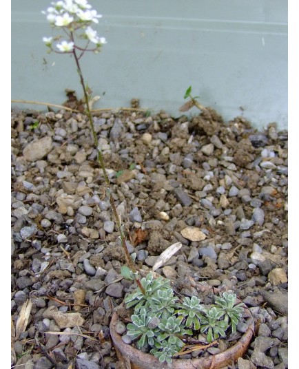 Saxifraga cochlearis 'Minor'