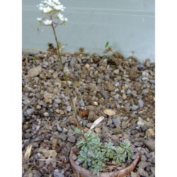 Saxifraga cochlearis 'Minor'