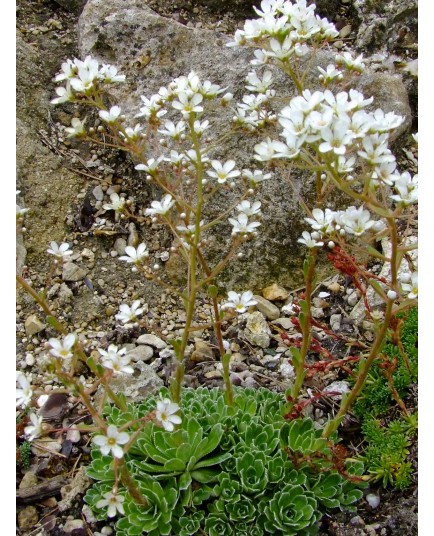 Saxifraga paniculata - Saxifrage en panicules