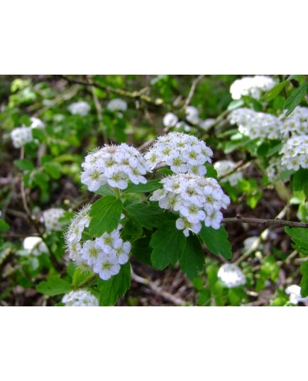 Spiraea blumei - Spirée