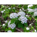 Spiraea blumei - Spirée