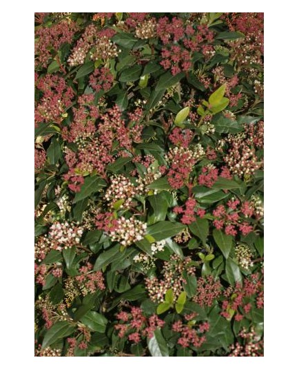 Viburnum tinus - Laurier-Tin