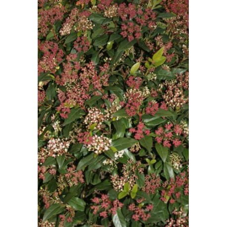 Viburnum tinus - Laurier-Tin