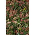 Viburnum tinus - Laurier-Tin