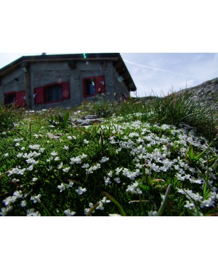 Silene acaulis 'Alba' - silène acaule