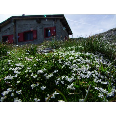 Silene acaulis 'Alba' - silène acaule