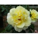 Rosa 'Friesia' - Rosaceae - Rosier