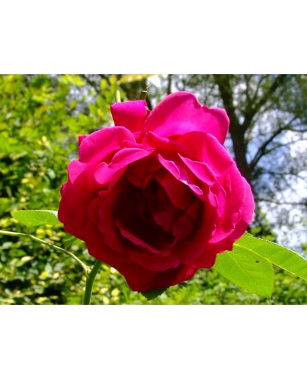 Rosa 'Prince Camille de Rohan' - Rosaceae - Rosier arbuste