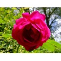 Rosa 'Prince Camille de Rohan' - Rosaceae - Rosier arbuste
