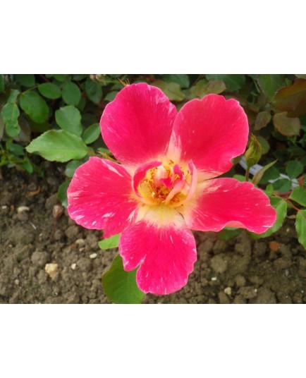 Rosa 'Terre et Nature' - Rosaceae - Rosier