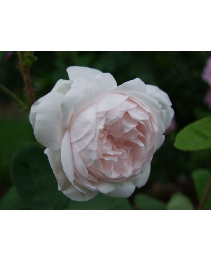 Rosa 'Shailer's White Moss' - Rosaceae - Rosier mousseux