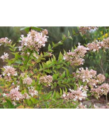 Abelia chinensis - Abelia de Chine