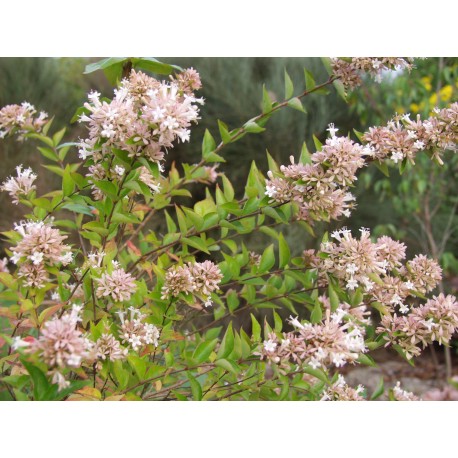 Abelia chinensis - Abelia de Chine