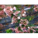 Abelia chinensis - Abelia de Chine