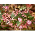 Abelia chinensis - Abelia de Chine