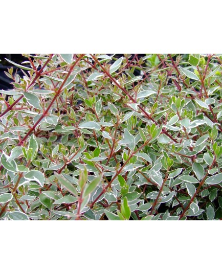 Abelia chinensis 'Variegata' - abelia panaché