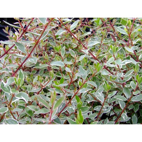 Abelia chinensis 'Variegata' - abelia panaché