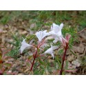 Abelia chinensis 'Variegata' - abelia panaché