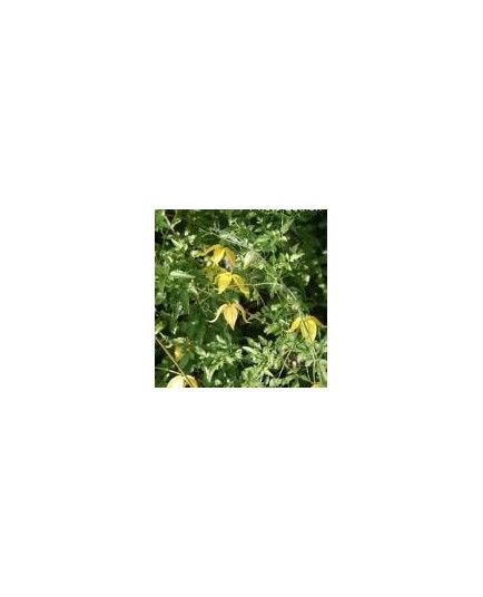 Clematis tangutica - clématite jaune