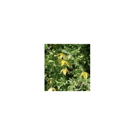 Clematis tangutica - clématite jaune