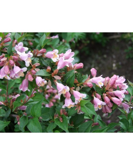 Abelia engleriana Abélie