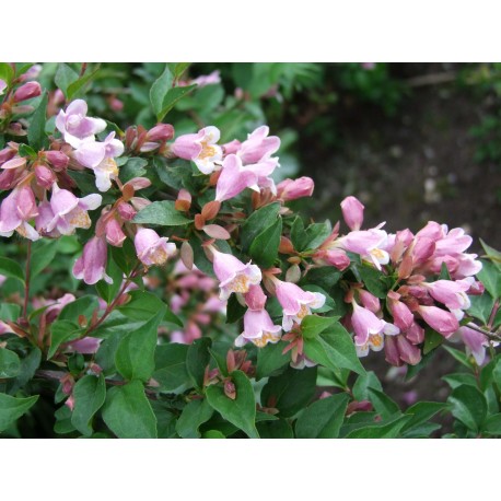 Abelia engleriana Abélie