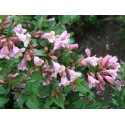 Abelia engleriana Abélie