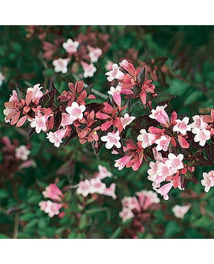 Abelia grandiflora x - abelia