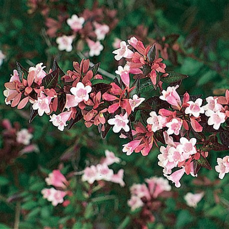 Abelia grandiflora x - abelia