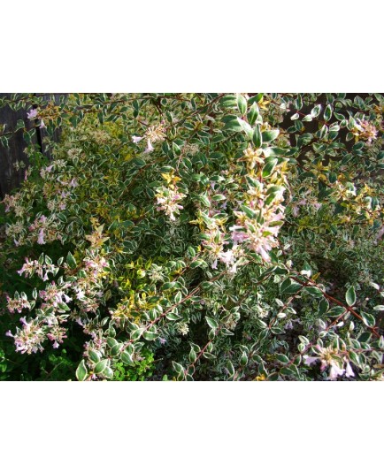 Abelia grandiflora x 'Hopley's' - abélie