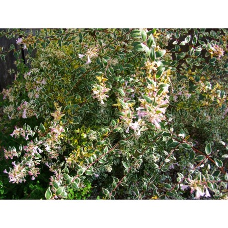 Abelia grandiflora x 'Hopley's' - abélie