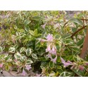 Abelia grandiflora x 'Hopley's' - abélie