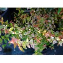 Abelia grandiflora x 'Kaleidoscope' ® - abélie