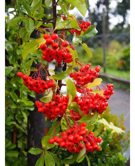 Pyracantha 'Orange Glow' - buisson ardent