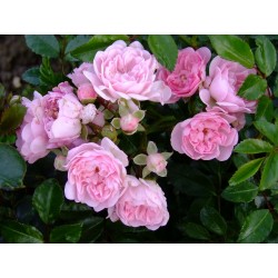 Rosa 'Beauty Fairy' - Rosaceae -