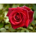 Rosa 'Edith Piaf' - Rosaceae - Rosier nain à bouquet