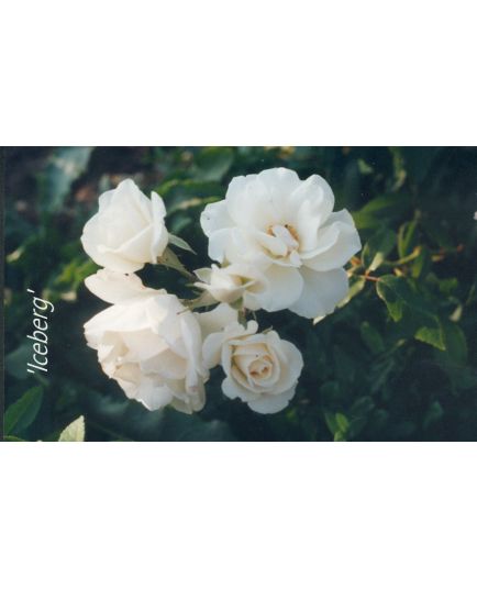 Rosa 'Iceberg' - Rosaceae - Rosier