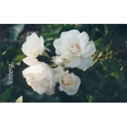 Rosa 'Iceberg' - Rosaceae - Rosier