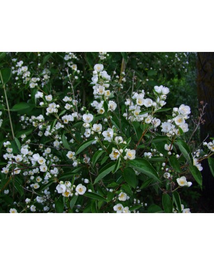 Philadelphus hirsutus