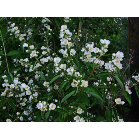 Philadelphus hirsutus