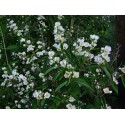 Philadelphus hirsutus