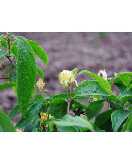 Lonicera chrysantha